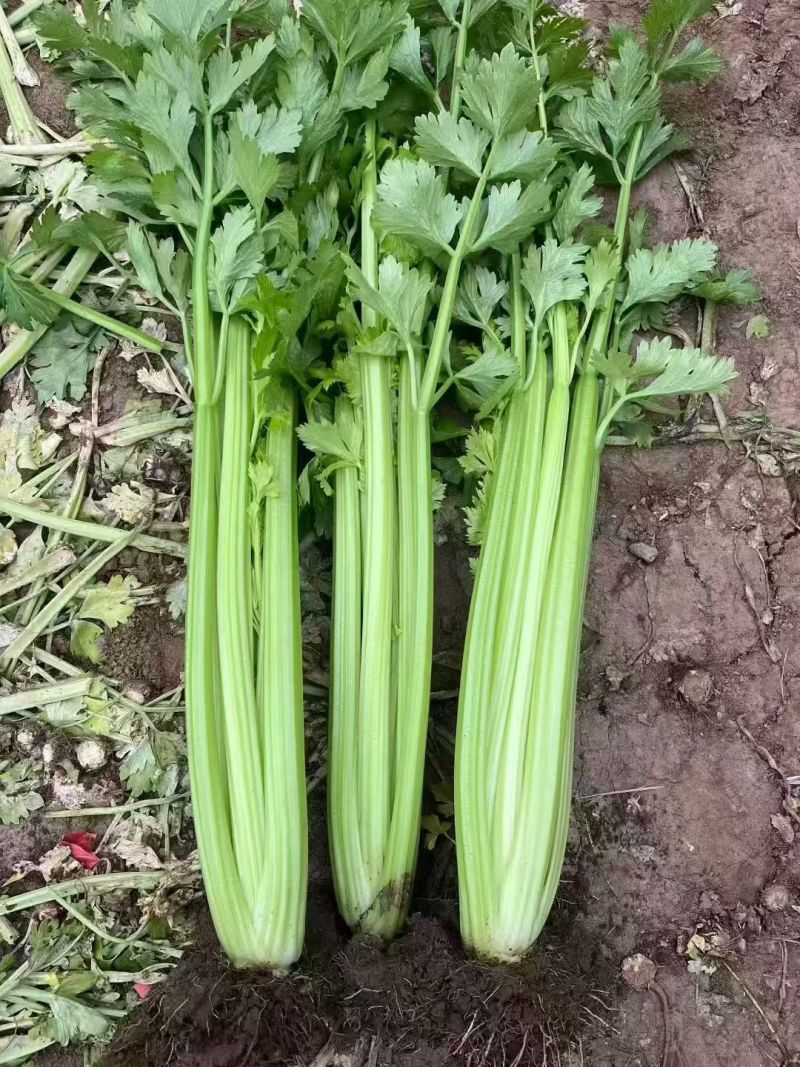 千户西芹种子叶柄颜色靓绿高产抗病农家菜园基地阳台种植芹菜