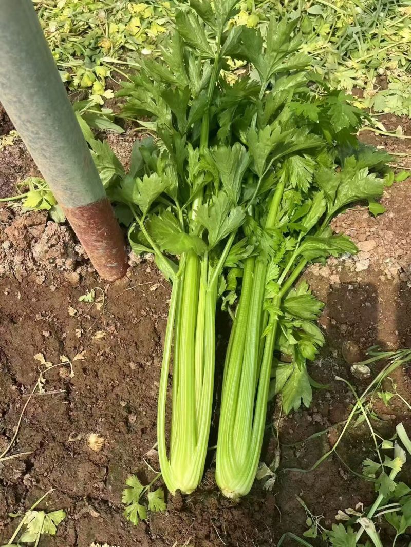 千户西芹种子叶柄颜色靓绿高产抗病农家菜园基地阳台种植芹菜