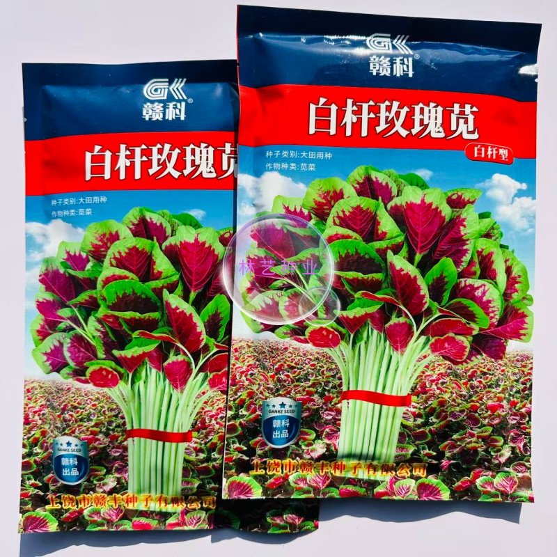 白杆玫瑰圆叶苋菜种子早中熟中心红叶缘绿叶柄白色口感清甜纤