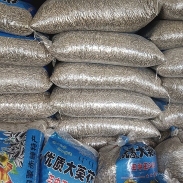 2025年新瓜子，颗粒饱满，无杂质