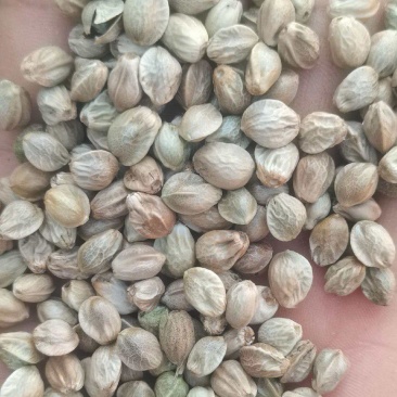 批发大麻子，颗粒饱满，无杂质