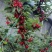 大连美早樱桃，对接批发市场，一件代发，价格可议