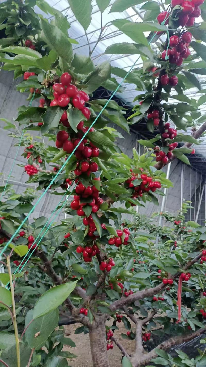 大连美早樱桃，对接批发市场，一件代发，价格可议