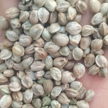 批发大麻子，颗粒饱满，无杂质