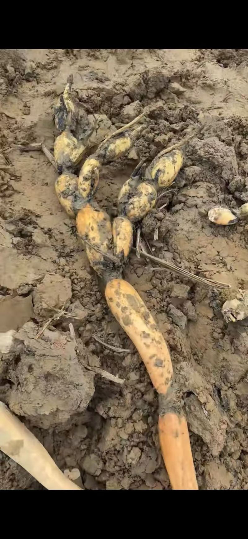 河南黄河滩区脆藕