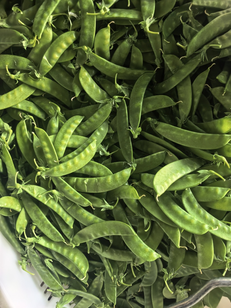 云南精品荚豆万亩基地产地直发货源充足