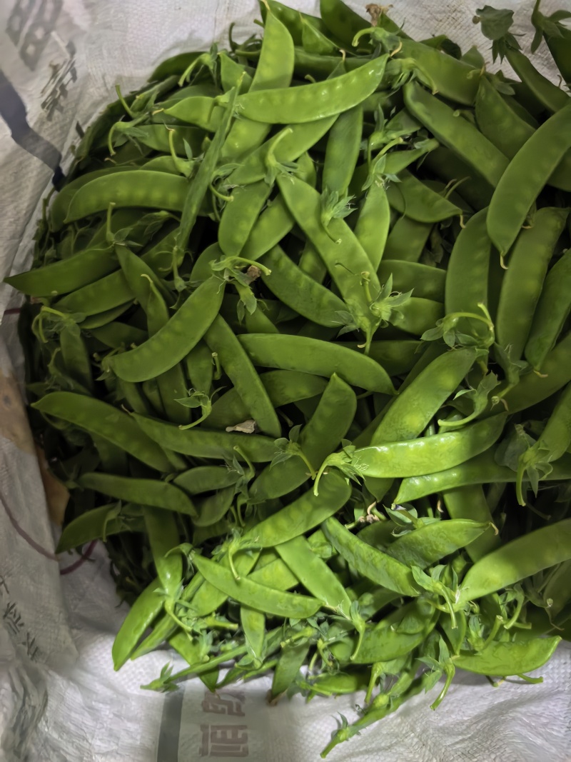 云南精品荚豆万亩基地产地直发货源充足