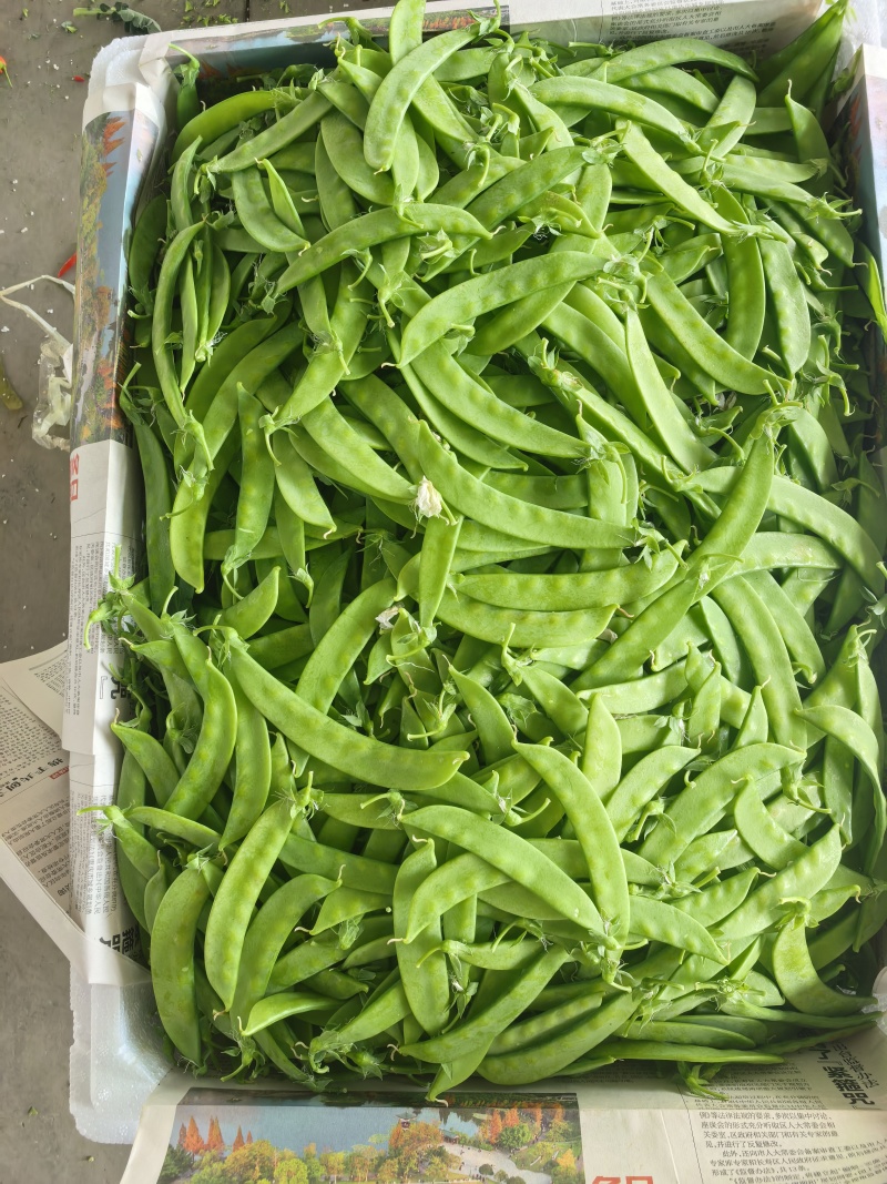 云南精品荚豆万亩基地产地直发货源充足