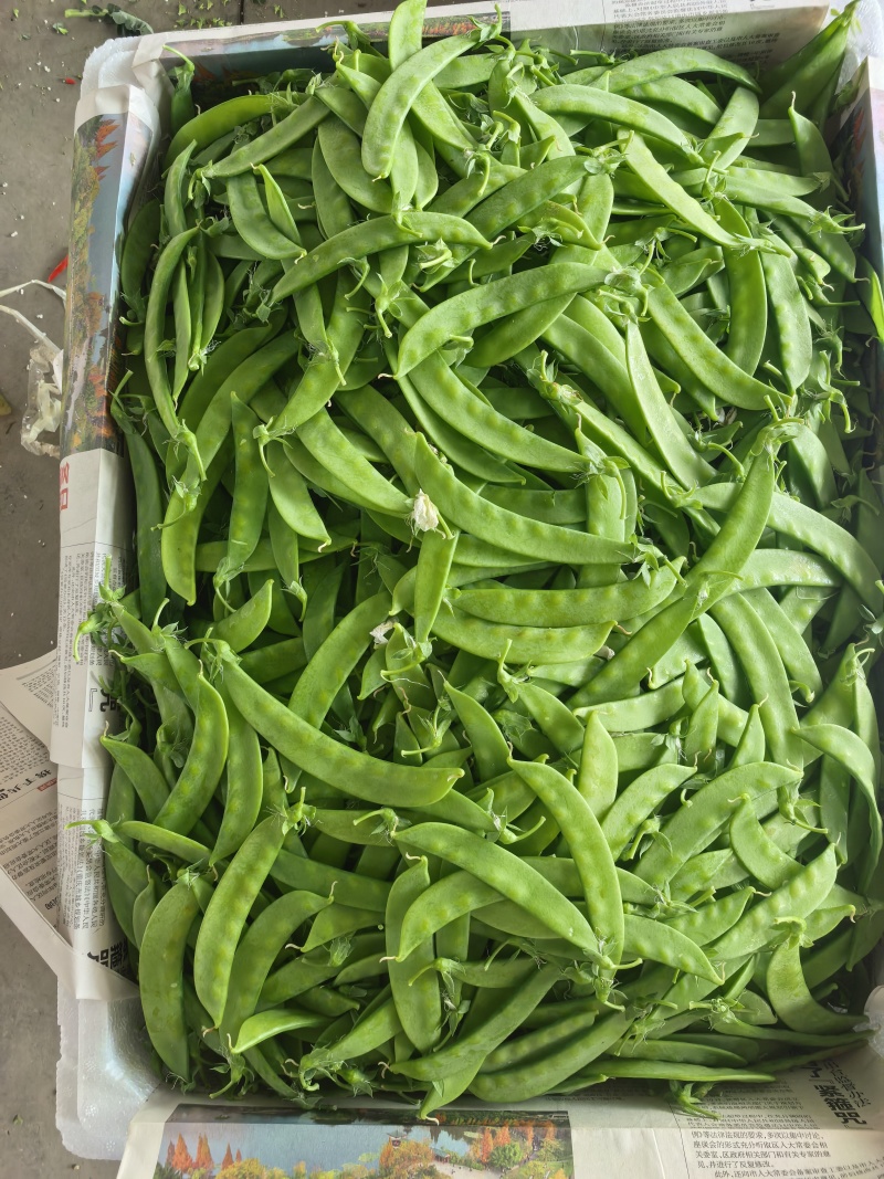 云南精品荚豆万亩基地产地直发货源充足