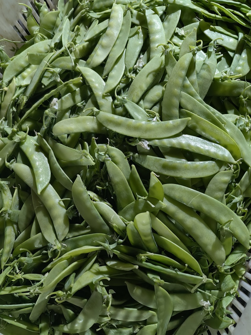 云南精品荚豆万亩基地产地直发货源充足