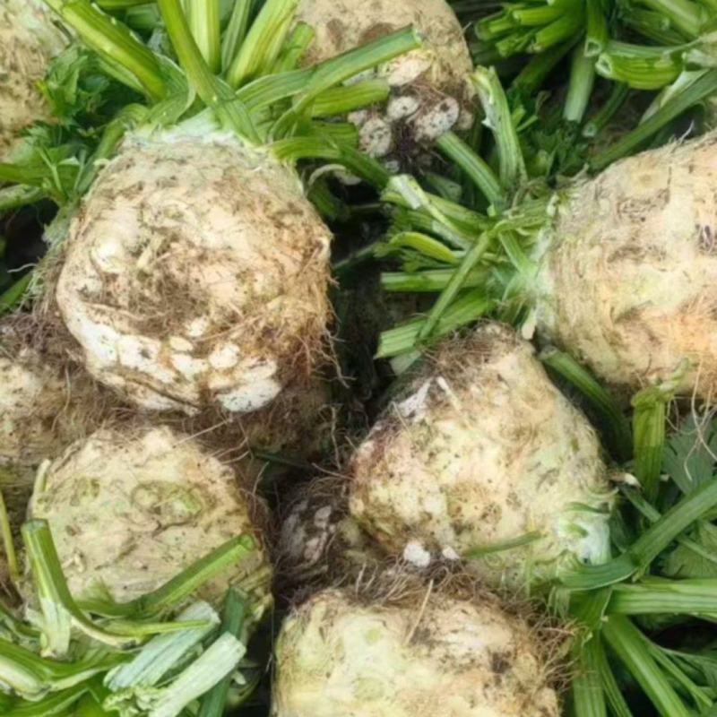 0.5斤到1.5斤