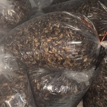 美洲大蠊干品