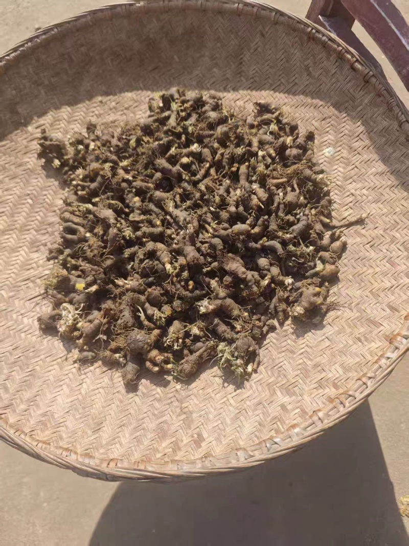 新鲜天葵子新鲜天葵子野外现挖紫背天葵种苗金耗子屎千年老鼠