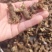 新鲜天葵子新鲜天葵子野外现挖紫背天葵种苗金耗子屎千年老鼠