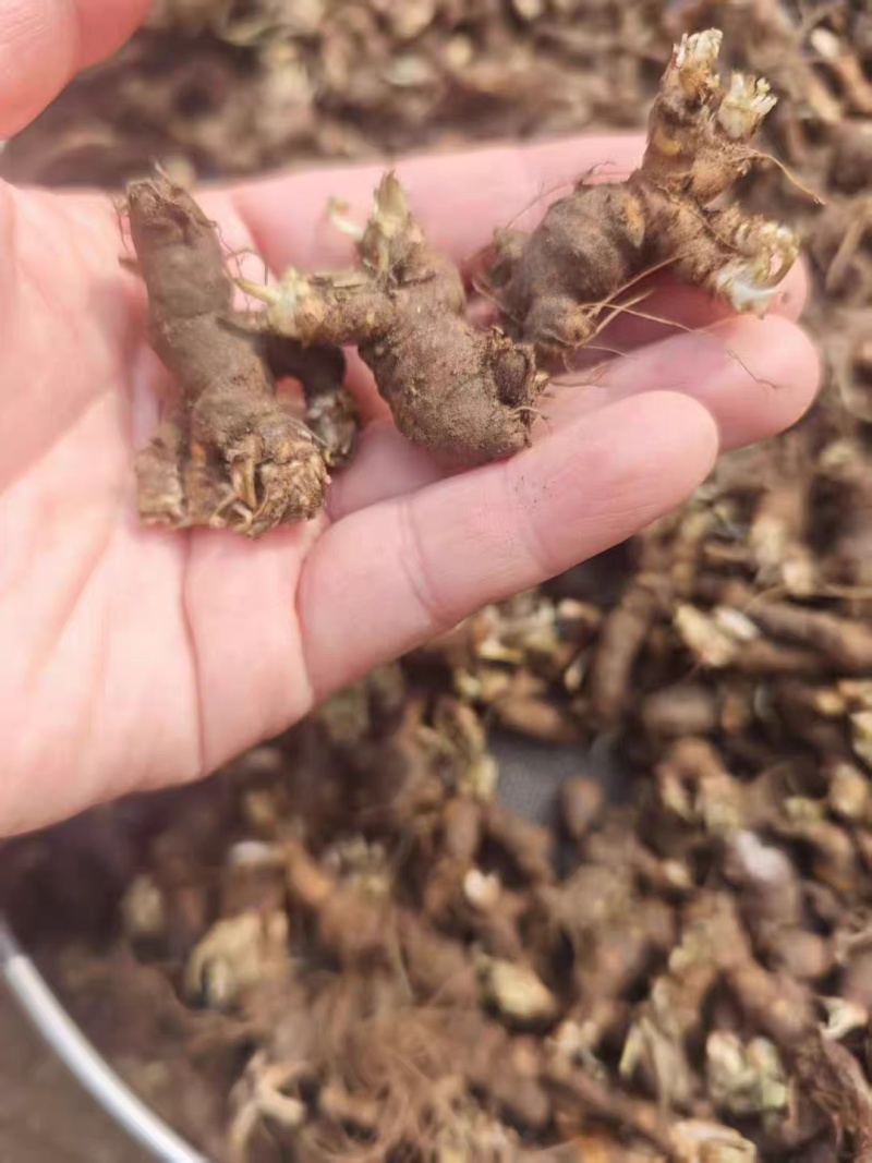 新鲜天葵子新鲜天葵子野外现挖紫背天葵种苗金耗子屎千年老鼠