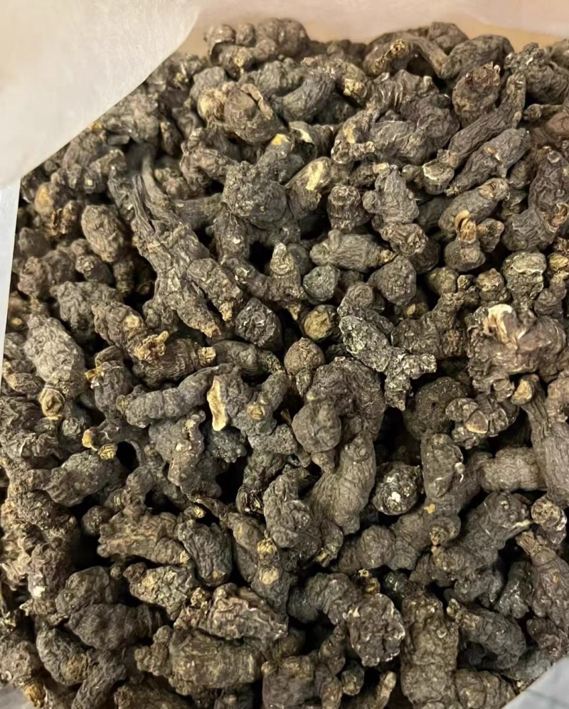 新鲜天葵子新鲜天葵子野外现挖紫背天葵种苗金耗子屎千年老鼠