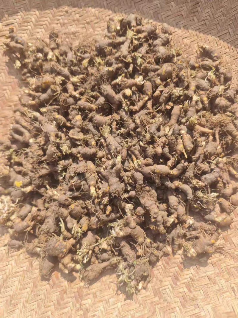 新鲜天葵子新鲜天葵子野外现挖紫背天葵种苗金耗子屎千年老鼠