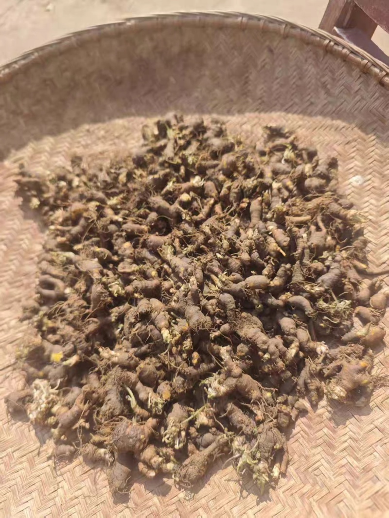 新鲜天葵子新鲜天葵子野外现挖紫背天葵种苗金耗子屎千年老鼠