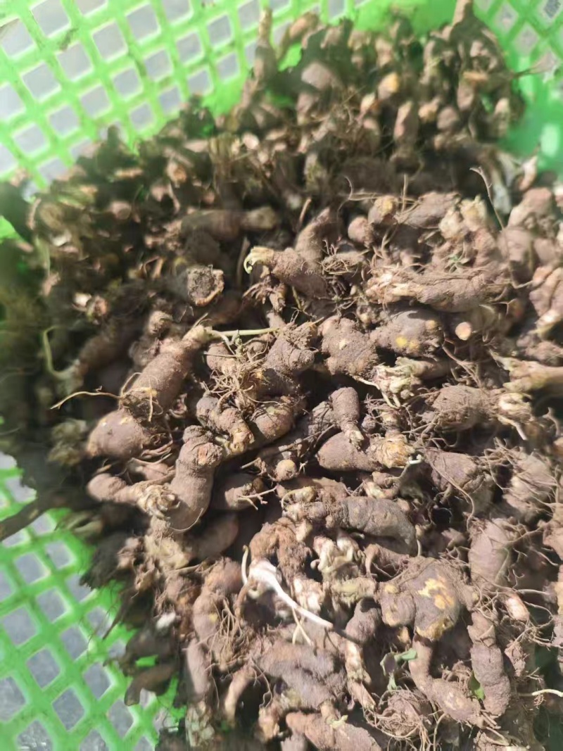 新鲜天葵子新鲜天葵子野外现挖紫背天葵种苗金耗子屎千年老鼠