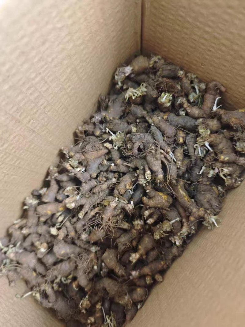 新鲜天葵子新鲜天葵子野外现挖紫背天葵种苗金耗子屎千年老鼠