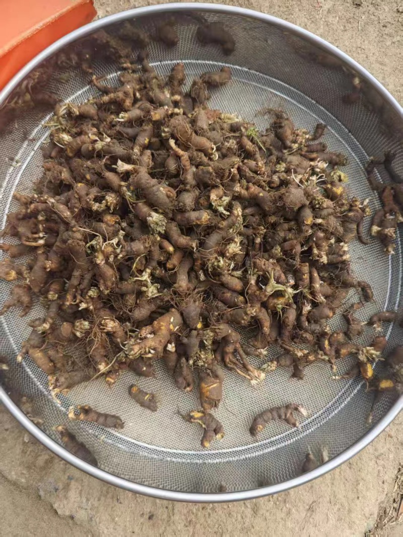 新鲜天葵子新鲜天葵子野外现挖紫背天葵种苗金耗子屎千年老鼠