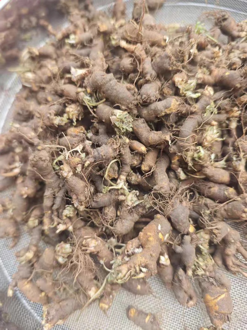 新鲜天葵子新鲜天葵子野外现挖紫背天葵种苗金耗子屎千年老鼠