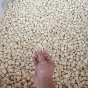 大批量供应精品泡藠头