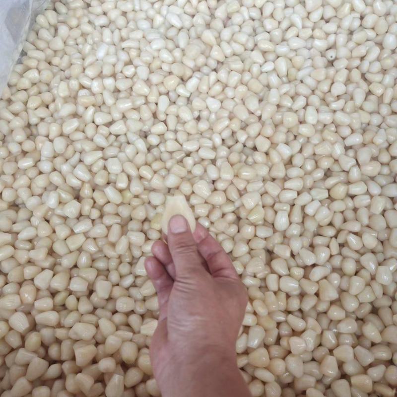大批量供应精品泡藠头