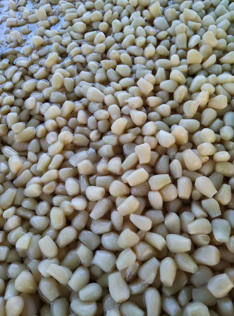大批量供应精品泡藠头