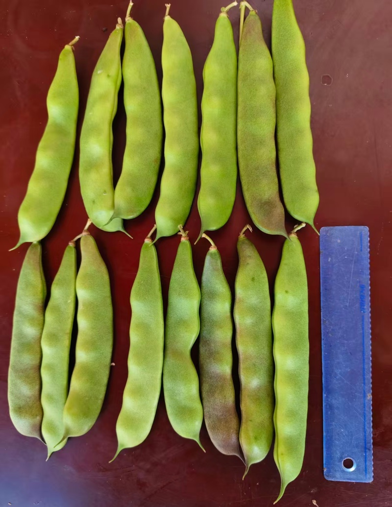 大油豆油豆角，一手货源，现摘线发货源充足，云南产地