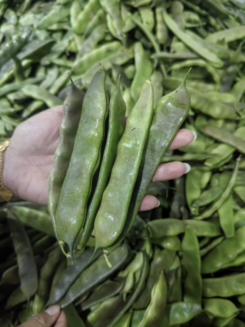 大油豆油豆角，一手货源，现摘线发货源充足，云南产地