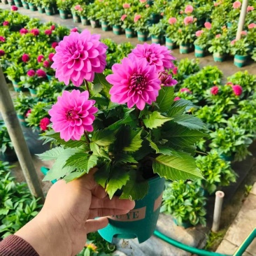 小丽花