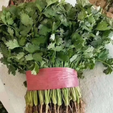 精品香菜，产地直销，适合各大市场，电商，欢迎资询