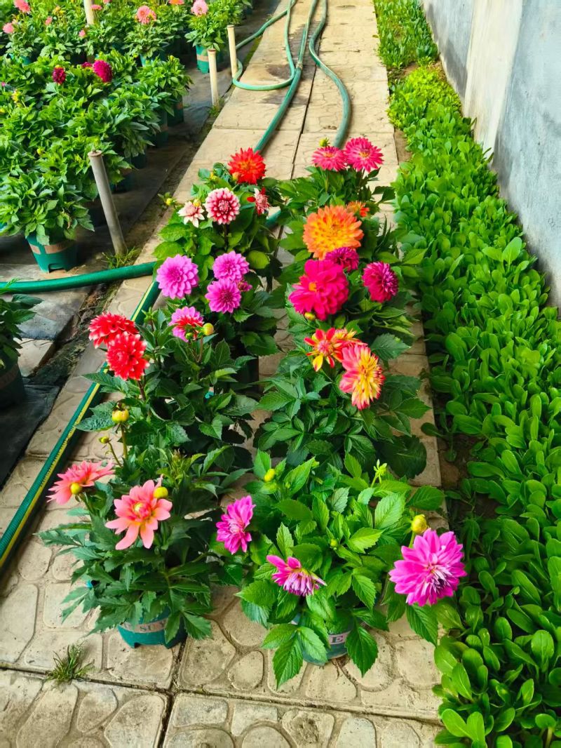 小丽花