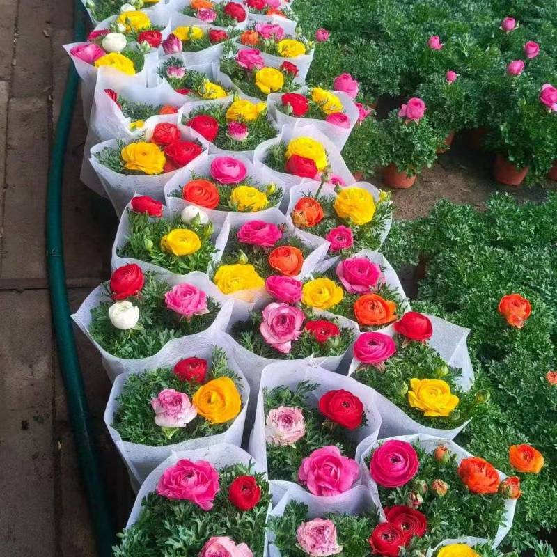 芹叶牡丹