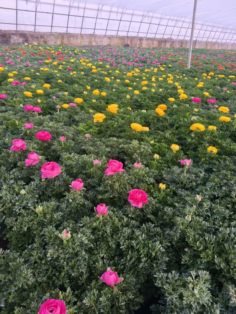 芹叶牡丹