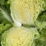 黄心大白菜