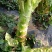 四川省南充基地种植红尖叶莴笋，食堂