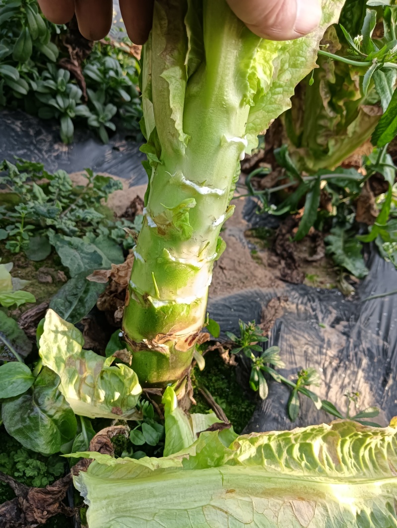 四川省南充基地种植红尖叶莴笋，食堂
