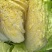 黄心大白菜