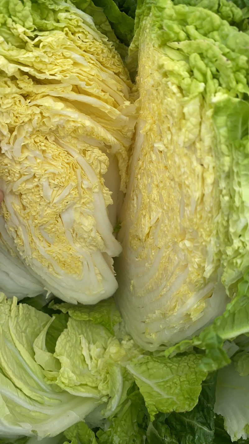 黄心大白菜