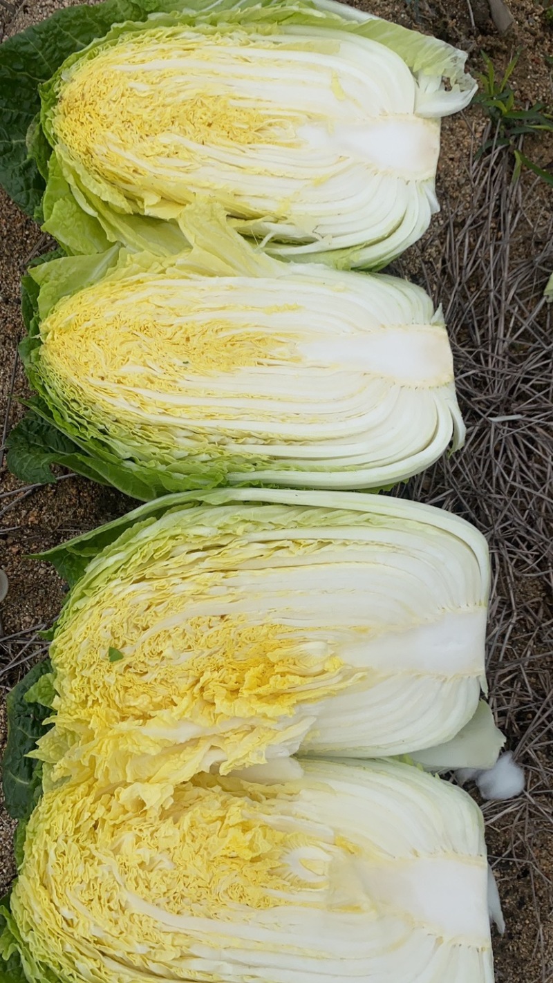 黄心大白菜