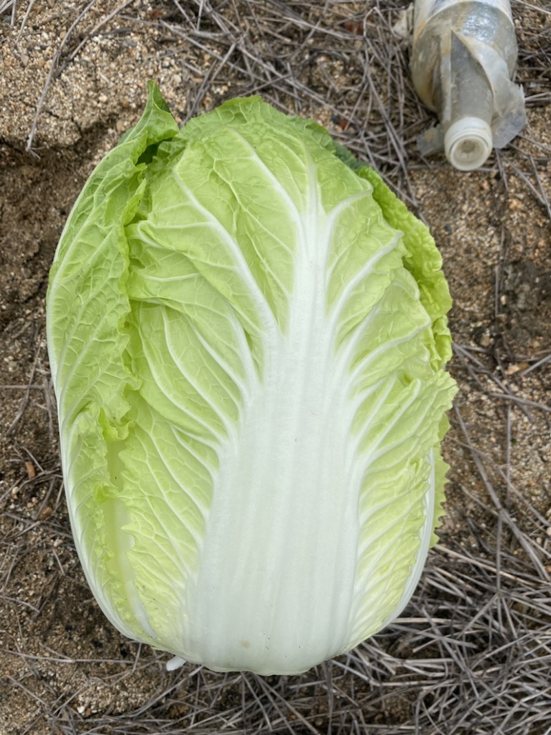 黄心大白菜