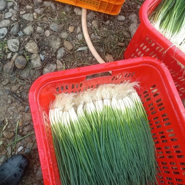 四季小香葱