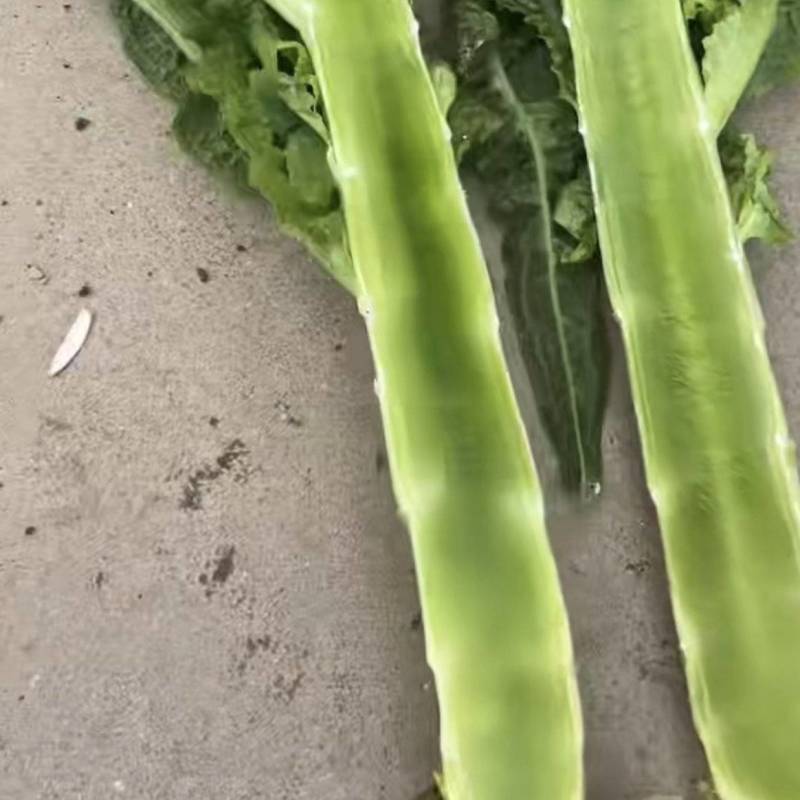 精品莴笋大量现货，当天发货，诚信合作