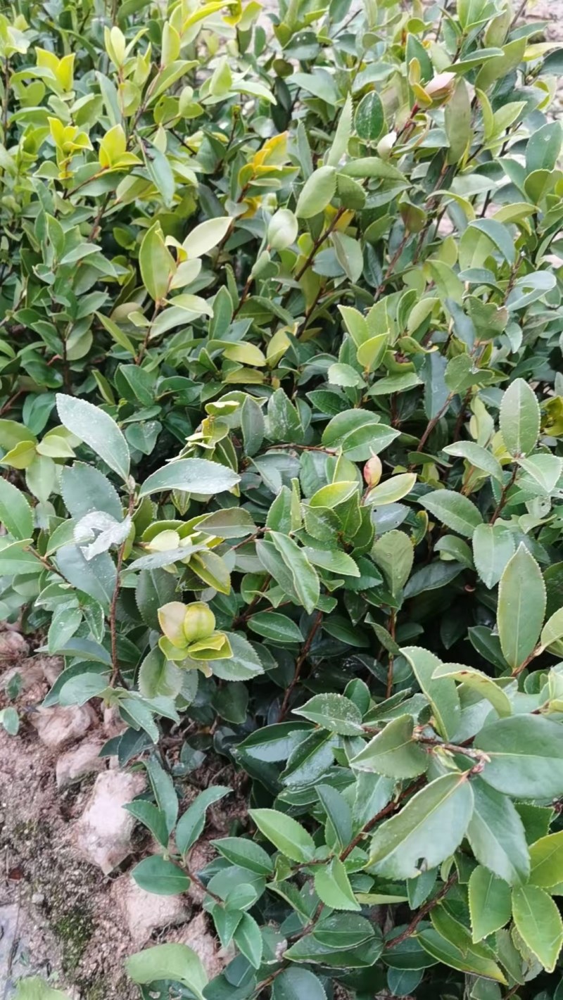 湘林油茶苗210