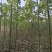 泡桐树苗紫花泡桐改良品种泡桐树苗全网供应优质货源农场育苗
