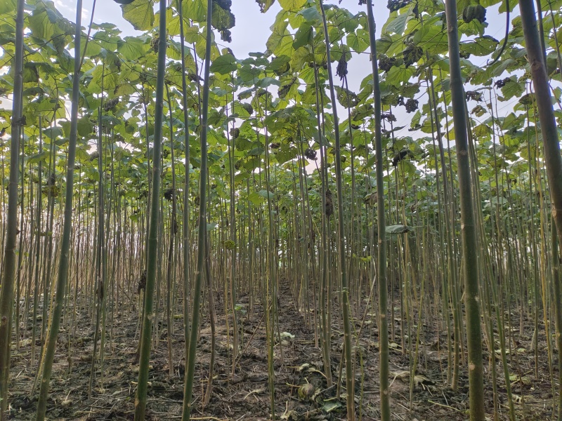 泡桐树苗紫花泡桐改良品种泡桐树苗全网供应优质货源农场育苗