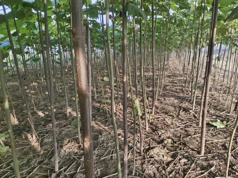 泡桐树苗紫花泡桐改良品种泡桐树苗全网供应优质货源农场育苗