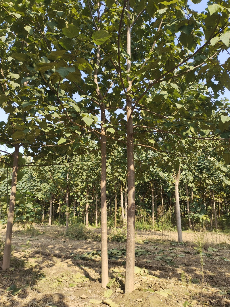泡桐树苗紫花泡桐改良品种泡桐树苗全网供应优质货源农场育苗